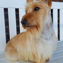 Mac - Scottish Terrier