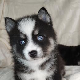 Pomsky Puppies from Puppy Pack