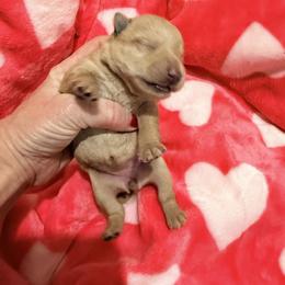 Sunkist (Sunny) - Wheaten female Scottish Terrier puppy in Bristol, Virginia from Schrute Farms Canine Clan