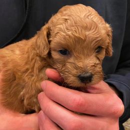 Goldendoodle Puppies from Atkinson Goldendoodles