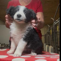 Boy 2 - Black male Border Collie puppy in Farmersville, Texas from Omegamtn Border Collies