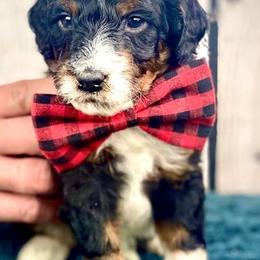 Bernedoodles from Lala Belle Litters
