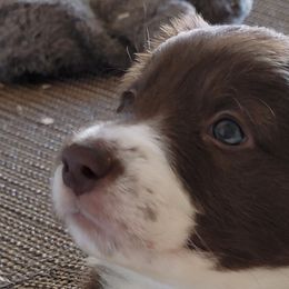 Girl 2 - Border Collie puppy in Chino Valley, Arizona from Dog Pond Border Collies