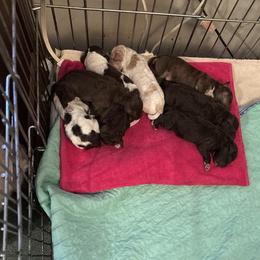 Girl 3 - female Lagotto Romagnolo puppy in Old Saybrook, Connecticut from Sherlyn Kennels