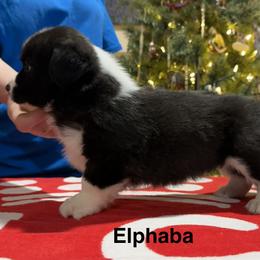 Elhpaba - Brindle and white female Cardigan Welsh Corgi puppy in Cumby, Texas from Windmill GSD and Cardigan Welsh Corgis