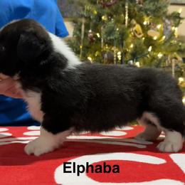Elhpaba - Brindle and white female Cardigan Welsh Corgi puppy in Cumby, Texas from Windmill GSD and Cardigan Welsh Corgis
