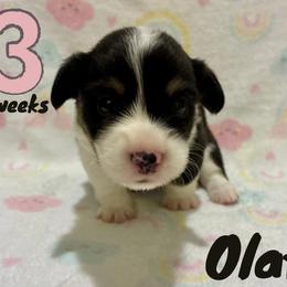 Olaf - Black and tan male Pembroke Welsh Corgi puppy in Hanover, Pennsylvania from Happily Ever After Corgis