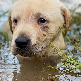 Golden Retrievers, Labrador Retrievers, and Poodles from Dream Pup