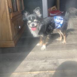 Chewy - Black and white male Chihuahua puppy in Beckemeyer, Illinois from Guardian’s of the Chihuahuas