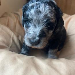Phantom Merle female - Merle female Bernedoodle puppy in Clarksville, Iowa from Iowa Heartland Doodles
