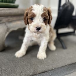 Apple - Blenheim female Cavapoo puppy in Strasburg, Pennsylvania from Still Water Puppies