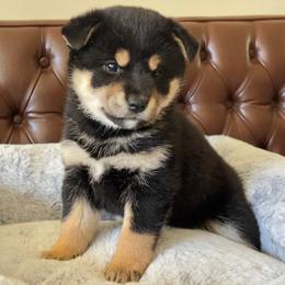 Rocky - Black and tan male Shiba Inu puppy in San Francisco, California from Bay Area Shiba Inu