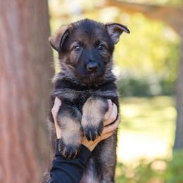 Clementine Girl - Sable female German Shepherd puppy in Rensselaer Falls, New York from Von Dem Flussufer