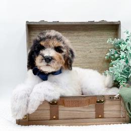Boomer - Merle male Bernedoodle puppy in Statesville, North Carolina from Doodle Babies