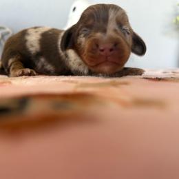 Anchor - Dapple male Dachshund puppy in Temecula, California from Naomi Magee's Dachshund Kennel
