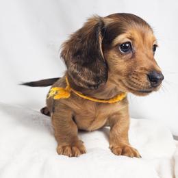 Plum - Red male Dachshund puppy in Sacramento, California from MiniDoxPups