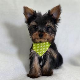 Pepper's Boy 3 - Black and tan male Yorkshire Terrier puppy in Aiken, South Carolina from Sio's Yorkies