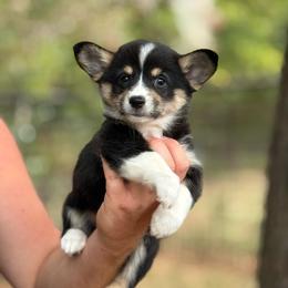 Sister - Black and white female American Corgi puppy in Nashville, Arkansas from Whisenhunt Farms
