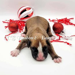 Boston Terrier and Boxer Puppies from CC's Boston & Boxer Babies