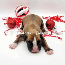 Boston Terrier and Boxer Puppies from CC's Boston & Boxer Babies