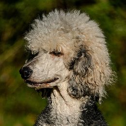 Poodles from Cats Creek Standard Poodles