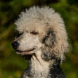 Poodles from Cats Creek Standard Poodles