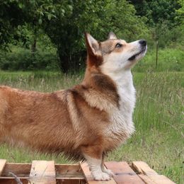 Bosa - Pembroke Welsh Corgi