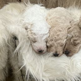 Goldendoodles from Exquisite Paws