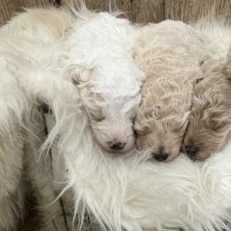 Goldendoodles from Exquisite Paws