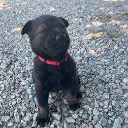 Bella - Sable female German Shepherd puppy in Milan, Illinois from Stonewick German Shepherds