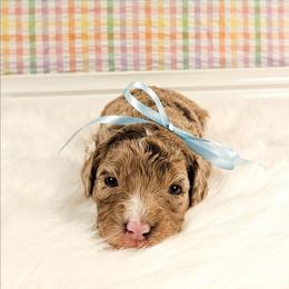 Honey - Chocolate merle female Bernedoodle puppy in Russell Springs, Kentucky from 270 Doodles