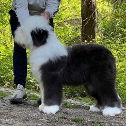 AKC Betsy - Old English Sheepdog