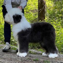 AKC Betsy - Old English Sheepdog