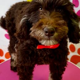 Waikiki - Phantom female Goldendoodle puppy in Horseshoe Bend, Idaho from Over the Moon Poodles and Doodles