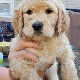 Goldendoodle Puppies from Mermaids Lair Doodles