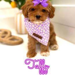 Taffy - Red female Cavapoo puppy in Buford, Georgia from Petite Posh Puppies
