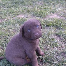 Chesapeake Bay Retriever puppies from Rennocks Top Of The Marsh Chesapeake Bay Retrievers