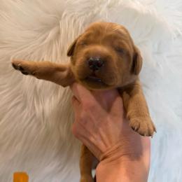 Orange collar - Dark golden male Golden Retriever puppy in Turtlepoint, Pennsylvania from Allegheny River Retrievers