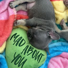 French Bulldog Puppies from Love & Frenchies