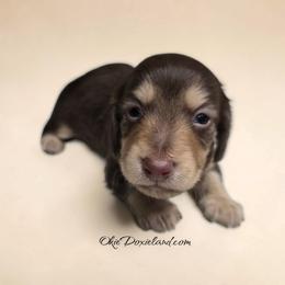 Maximus - Chocolate and cream male Dachshund puppy in Oklahoma City, Oklahoma from OkieDoxieland Dachshunds