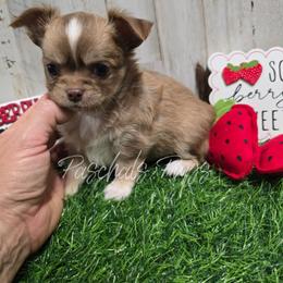 Chess - Chocolate sabled fawn male Chihuahua puppy in Bowdon, Georgia from Paschal's Pups