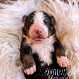 Kootenai - Bernese Mountain Dog puppy in Eureka, Montana from Back 40 Berners