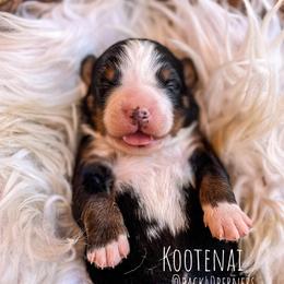 Kootenai - Bernese Mountain Dog puppy in Eureka, Montana from Back 40 Berners