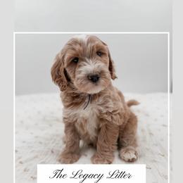 Legend - Apricot male Goldendoodle puppy in Hollister, Missouri from Wild Acres Goldendoodles