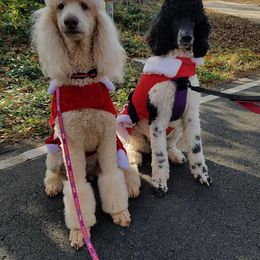 Bernese Mountain Dog and Poodle All Grown Up from Creekside Canine Companions
