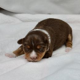 Gigi - Red tri female Toy Australian Shepherd puppy in Bly, Oregon from Apacheblus Toy Aussies