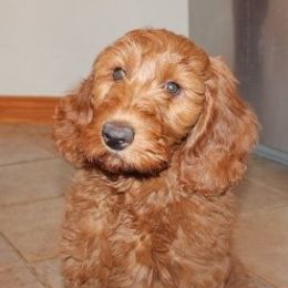Peanut - Goldendoodle