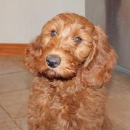 Peanut - Goldendoodle