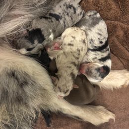 Boy - Merle male Pomsky puppy in Sturgis, Kentucky from Furever Pomskies