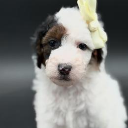 Mary-Grace - Parti female Poodle puppy in Willacoochee, Georgia from Kitandkboodle's Doodles